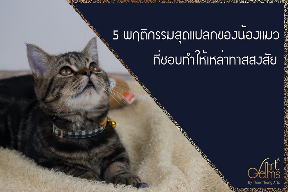 5 พฤติกรรมสุดแปลกของน้องแมวที่ชอบทำให้เหล่าทาสสงสัย